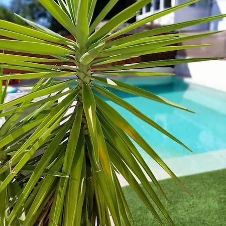 Falconera Apartaments, A Faldas De La Montana Lejlighed *