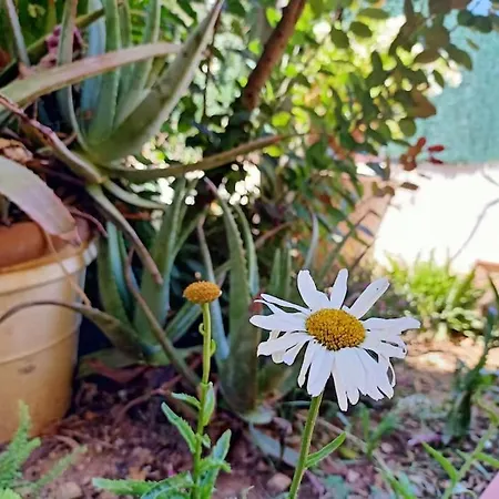 Falconera Apartaments, A Faldas De La Montana Gandía